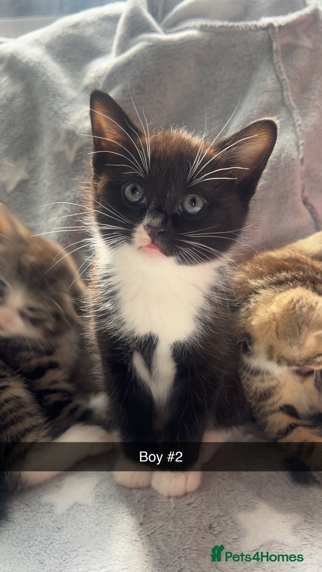 Mixed Breed cats for sale: kittens ready for reservation  - Image 11