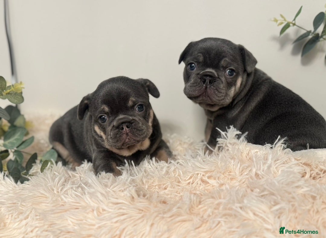 French Bulldog dogs for sale: Beautiful KC Registered French Bulldog Boys  - Advert 1