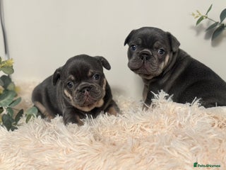 French Bulldog dogs Beautiful KC Registered French Bulldog Boys - Advert 1