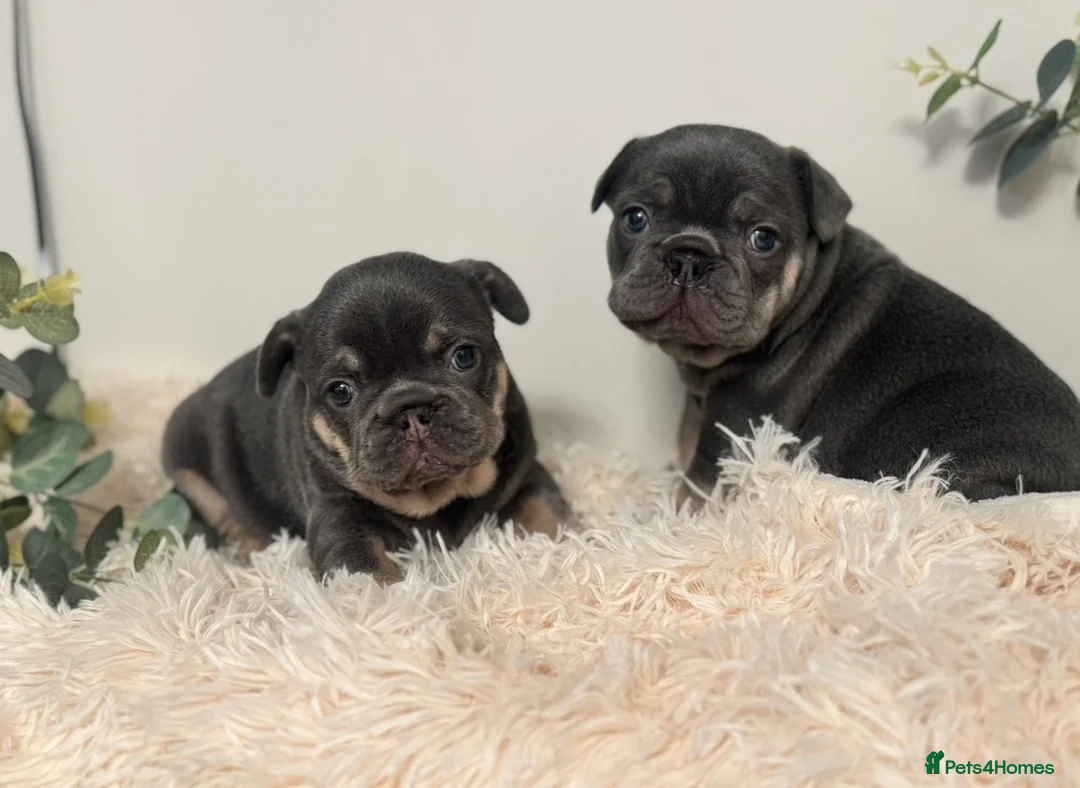 French Bulldog dogs for sale: Beautiful KC Registered French Bulldog Boys  - Advert 1