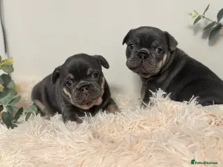French Bulldog dogs Beautiful KC Registered French Bulldog Boys - Advert 18