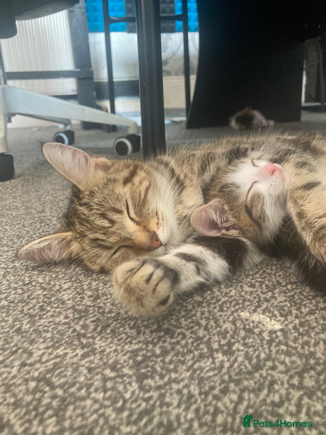 European cats for sale: 4 Cute & Cuddly Kittens Ready For Forever Home - Image 28