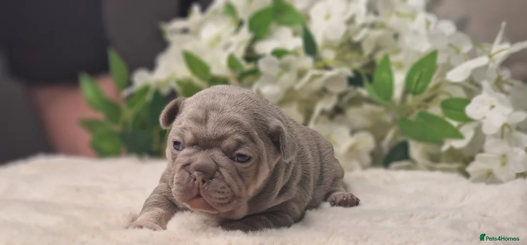 French Bulldog dogs for sale: 💥👀 NEW SHADE ISABELLA, MERLE TRI LILAC   - Advert 17