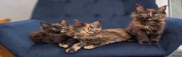 Maine Coon cats for sale: Tica Registered Maine coon kittens - Advert 5