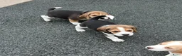 Beagle dogs for sale: Quality Foot Beagle Puppies - Advert 8