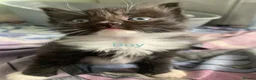 Mixed Breed cats for sale: Kittens for sale - Advert 4