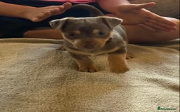 Mixed Breed dogs for sale: Chocolate and tan Jack Russel X - Image 3