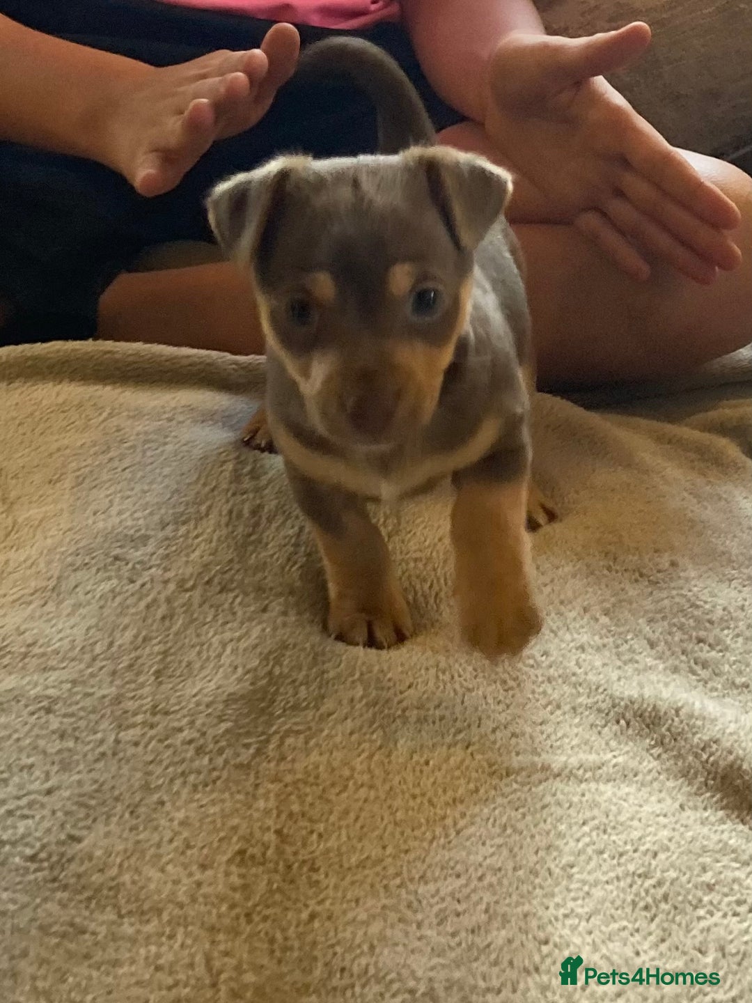 Mixed Breed dogs for sale: Chocolate and tan Jack Russel X - Image 3