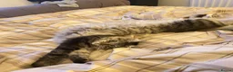 Siberian cats for sale: Siberian cats for rehoming - Advert 7