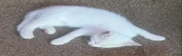 Mixed Breed cats for sale: Four adorable, cuddly kittens - Advert 13