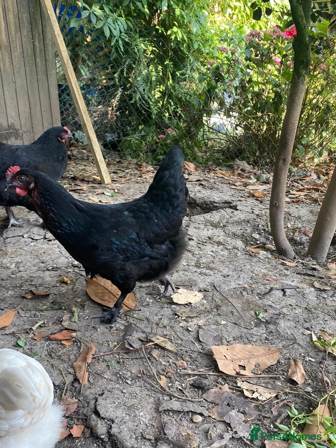 Chickens poultry for sale: Burford Brown Hybrid Pullets in Kenilworth - Advert 5