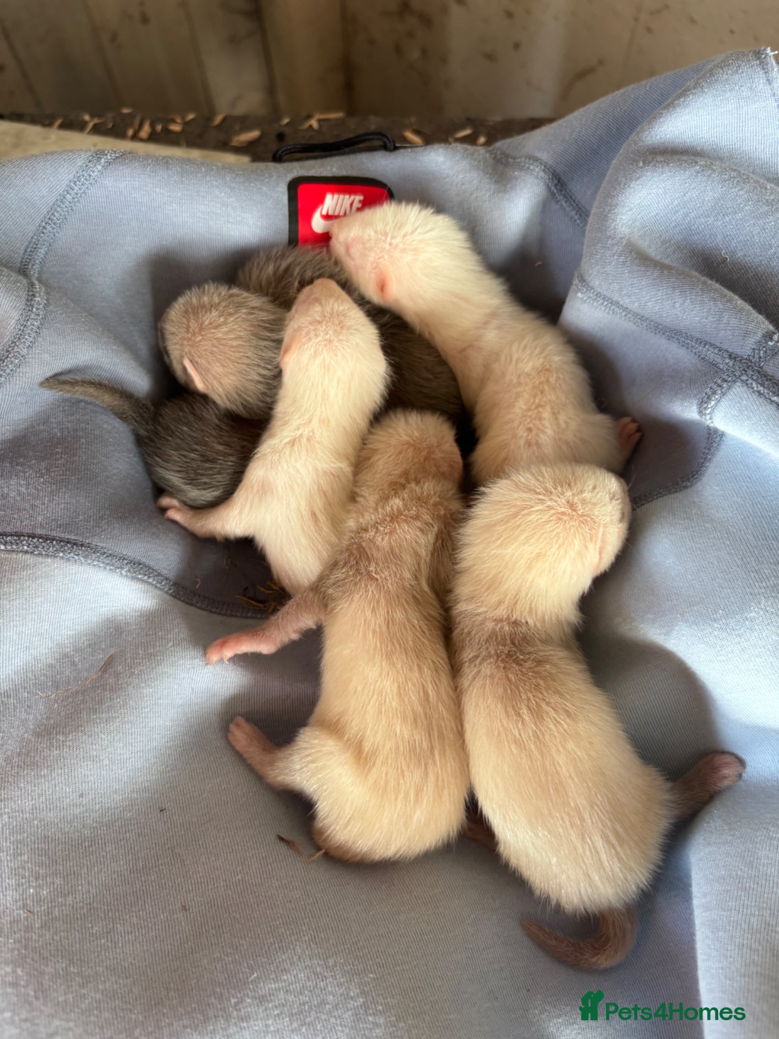 Ferret rodents for sale: Ferret kits hobs&jills  in Middlesbrough - Advert 2