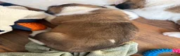 Saint Bernard dogs for sale: Exceptional St Bernard Puppies - Advert 20