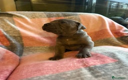 Staffordshire Bull Terrier dogs for sale: ❤️❤️ Ready for forever home ❤️❤️ - Advert 7