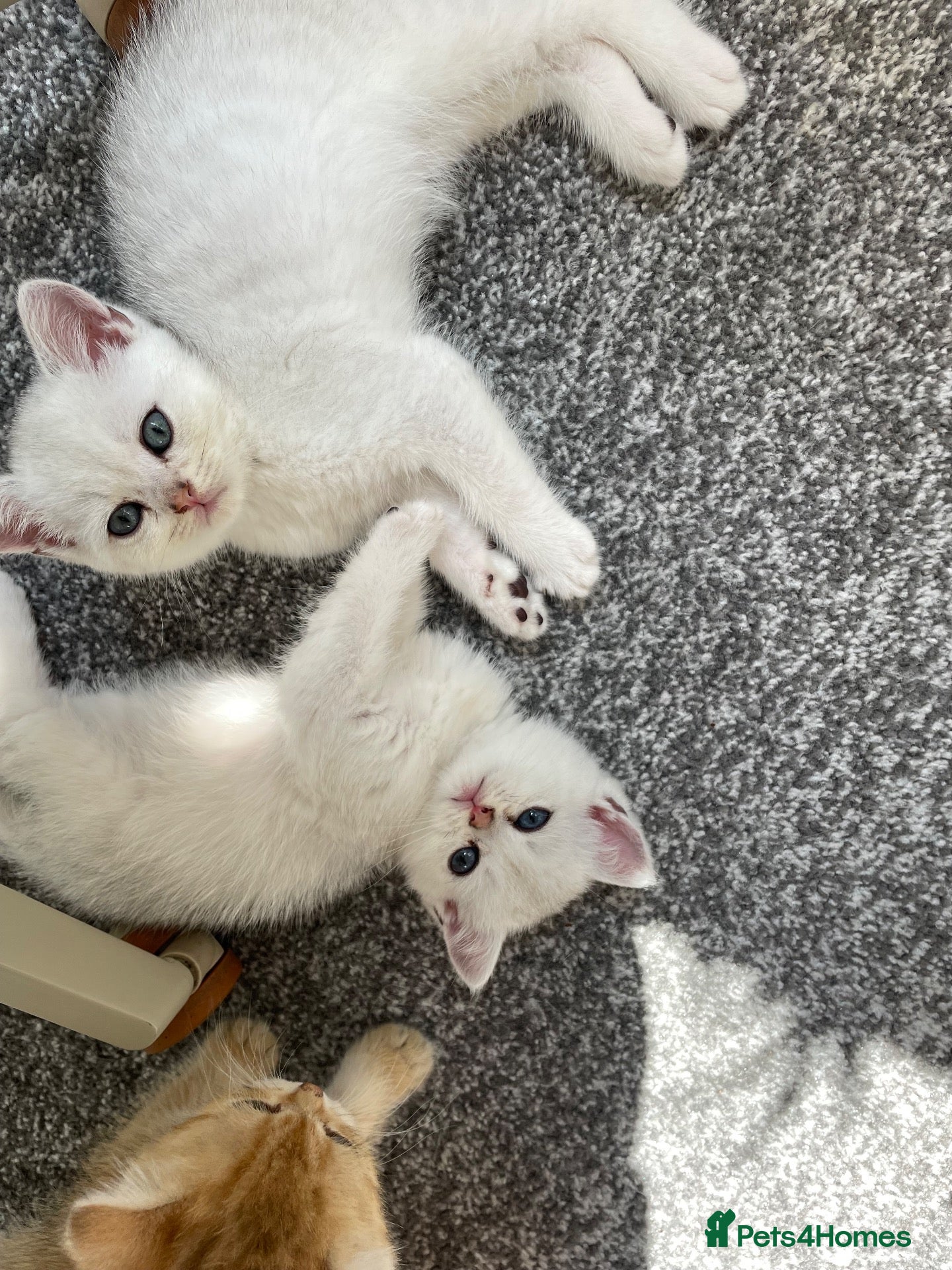 British Shorthair cats Silver British Shorthair Boy - Advert 15