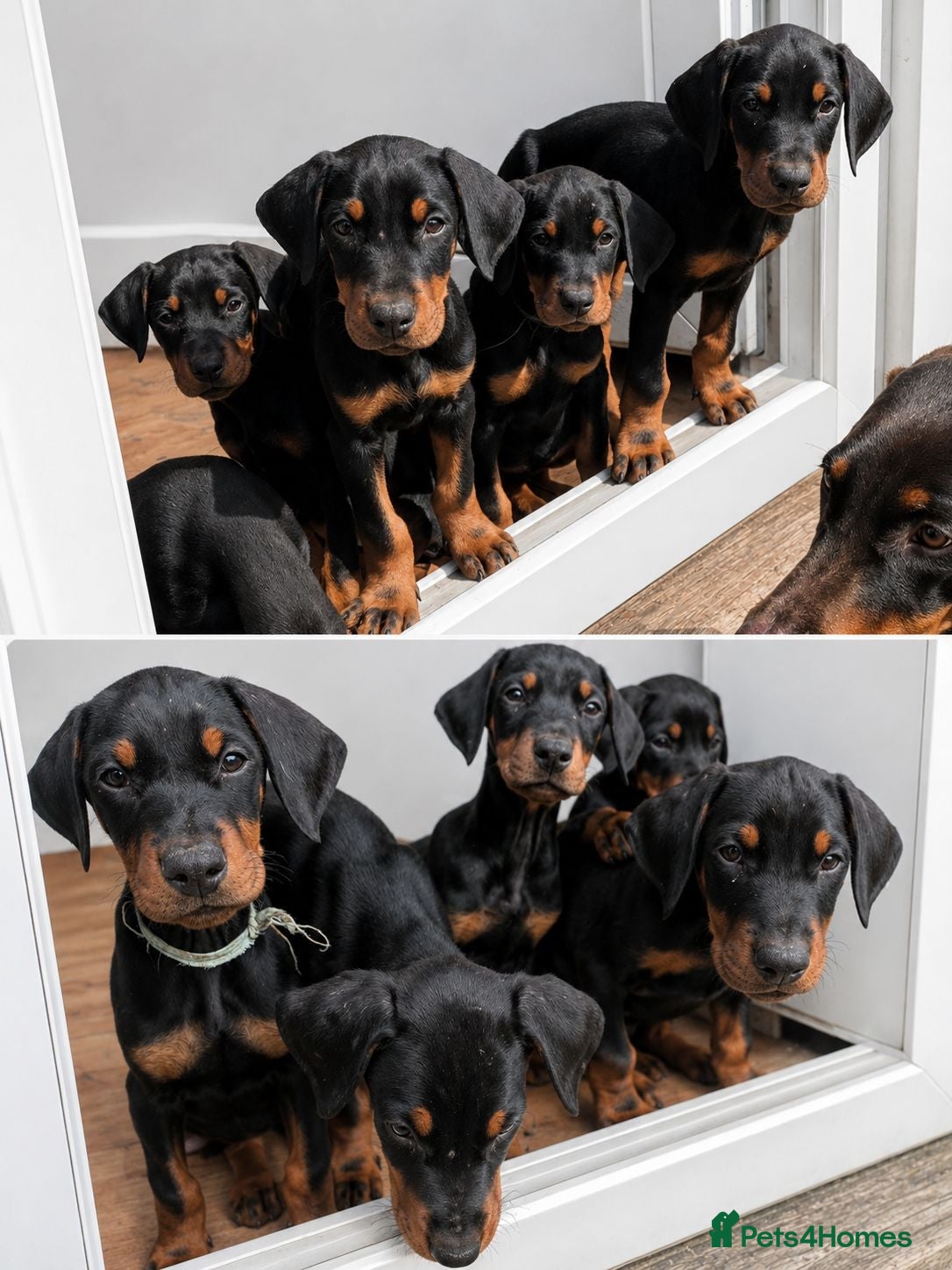 Dobermann dogs Beautiful doberman pups, black & tan 1 boy 4 girls - Advert 9