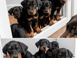 Dobermann dogs Beautiful doberman pups, black & tan 1 boy 4 girls - Advert 1