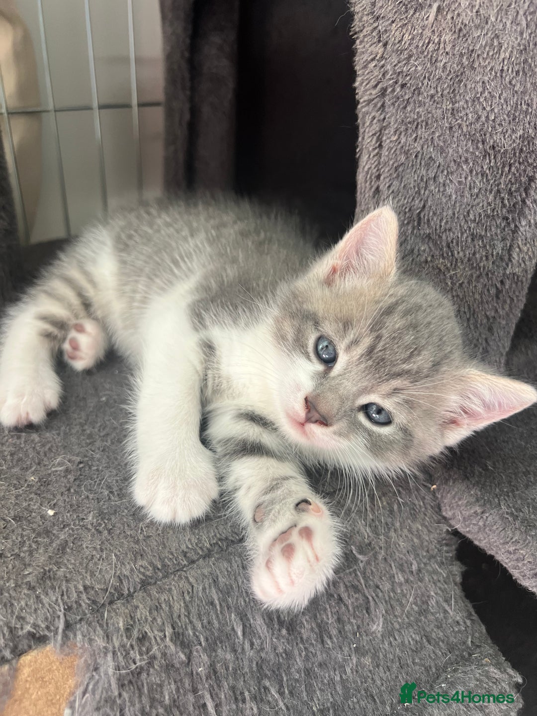 Mixed Breed cats for sale: Beautiful Grey and White tabby kittens - Image 2