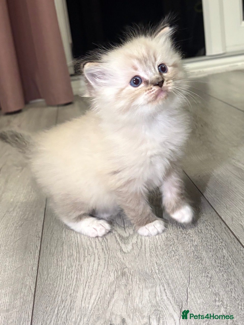 Ragdoll cats Female kitten ragdoll - Advert 16