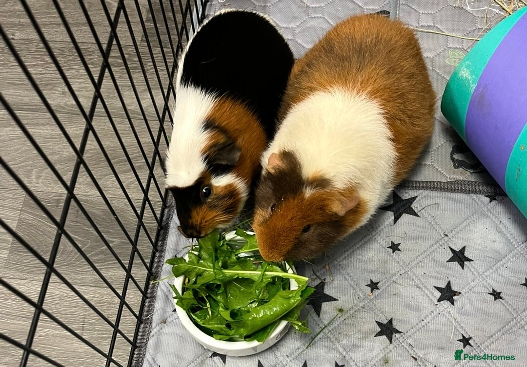 Guinea Pig rodents for sale: 2x Male Guinea Pigs, Everything Included - Advert 3