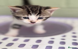 Khao Manee cats for sale: 6 kittens. 2 male and 4 female  - Image 3