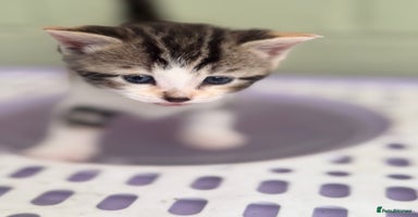 Khao Manee cats - Advert 7