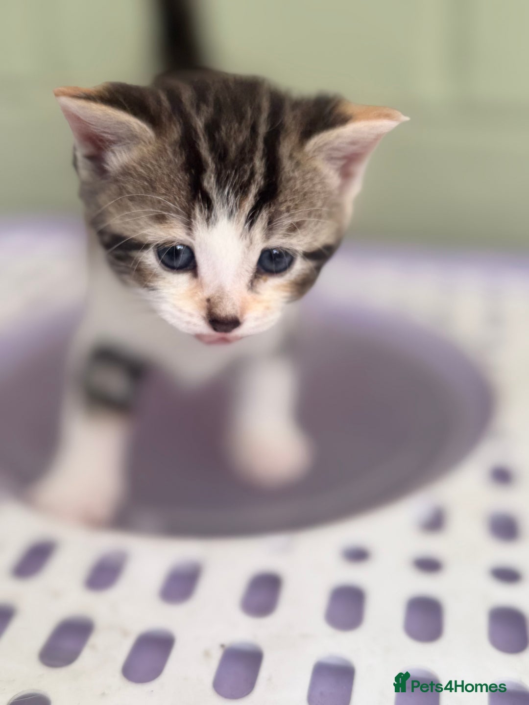 Khao Manee cats for sale: 6 kittens. 2 male and 4 female  - Image 3