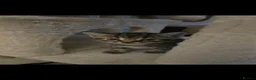 Mixed Breed cats for sale: 🐾 6 Beautiful Tabby Kittens 🐾 - Advert 14