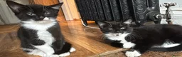 Mixed Breed cats for sale: Friendly and playful kittens - Advert 2