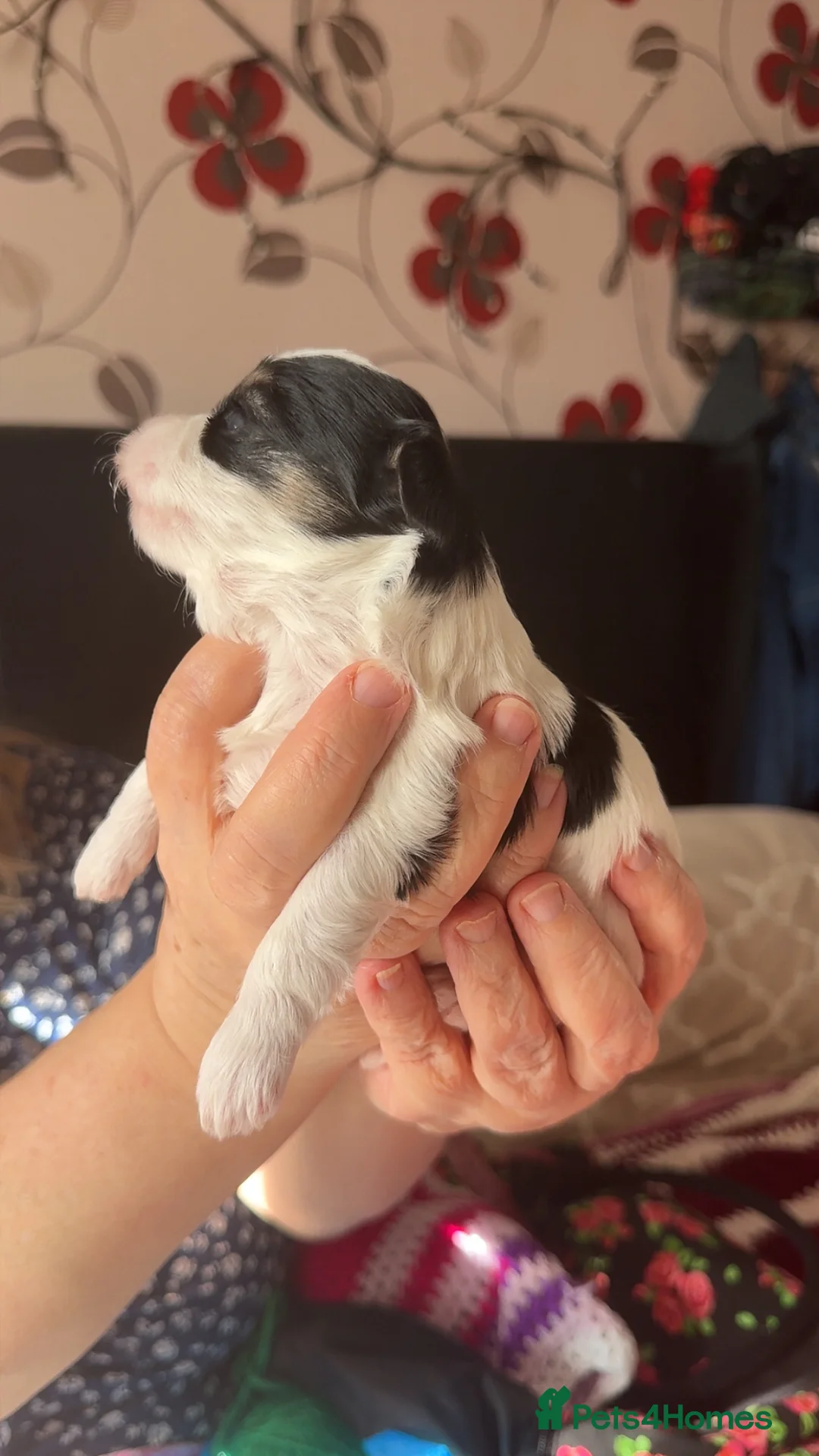 Morkie dogs for sale: Morkie Puppies - Advert 9