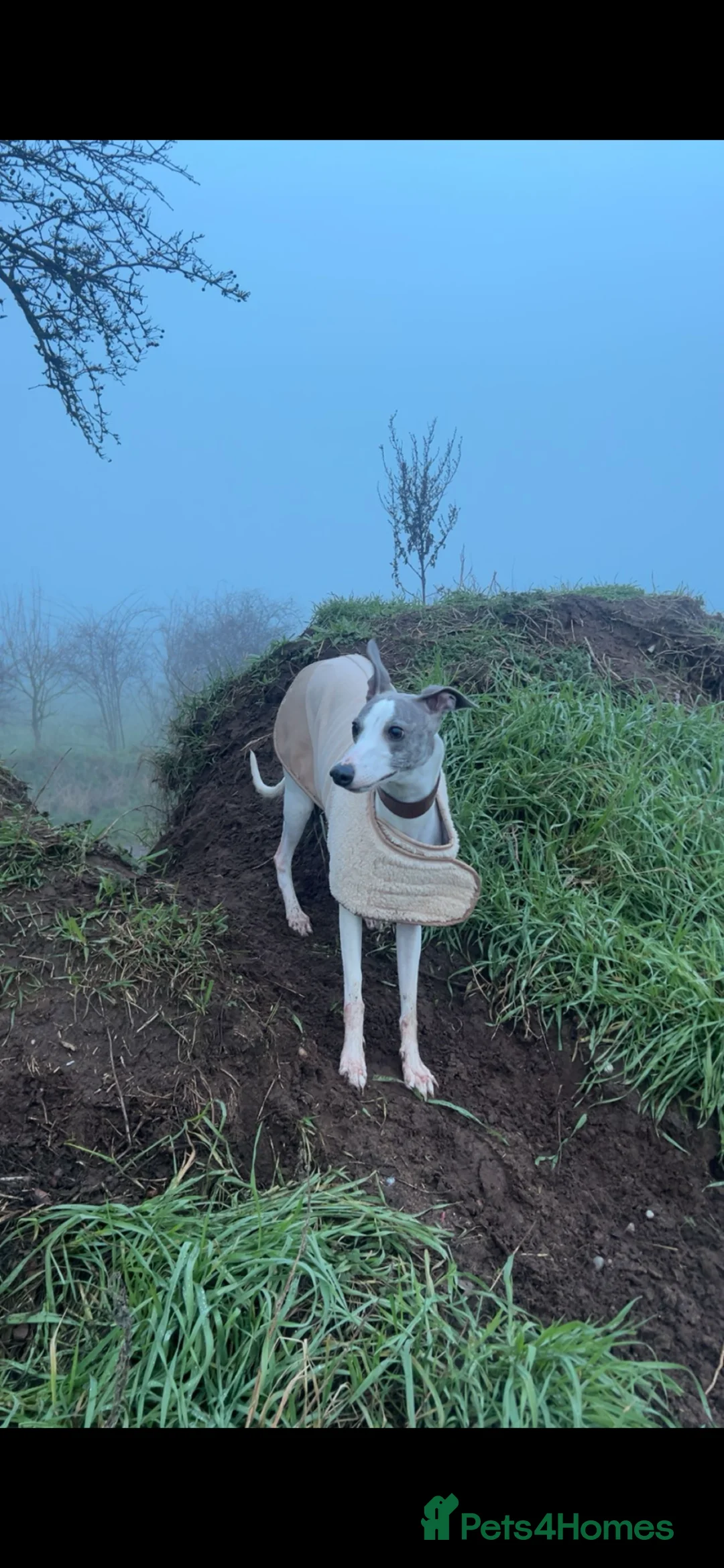 Whippet dogs for sale: Stunning kc whippet puppy’s  in Doncaster - Advert 2