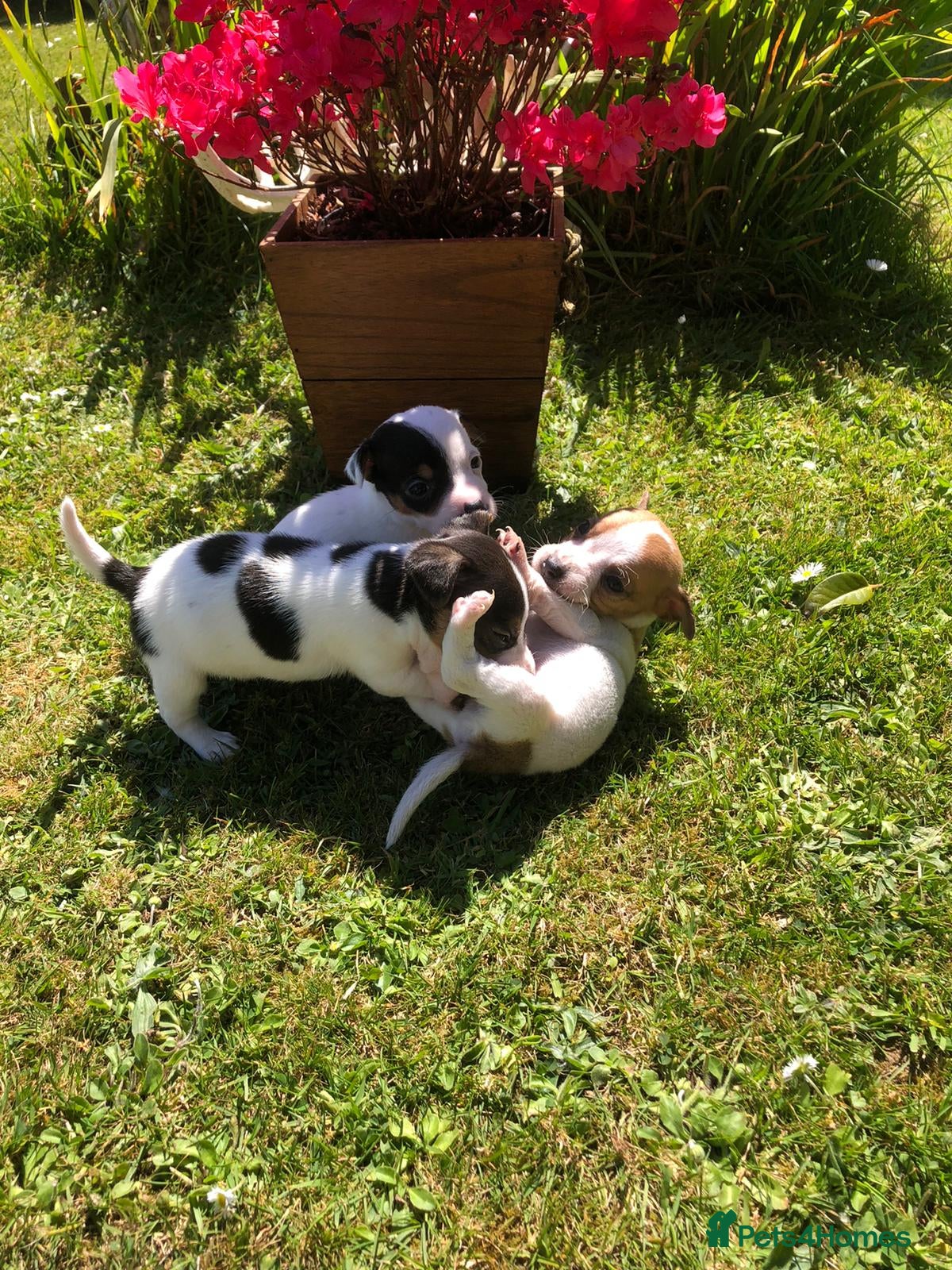 Jack Russell dogs Jack Russell Puppies For Sale - Advert 1