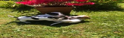 Jack Russell dogs for sale: Jack Russell Puppies For Sale - Advert 1