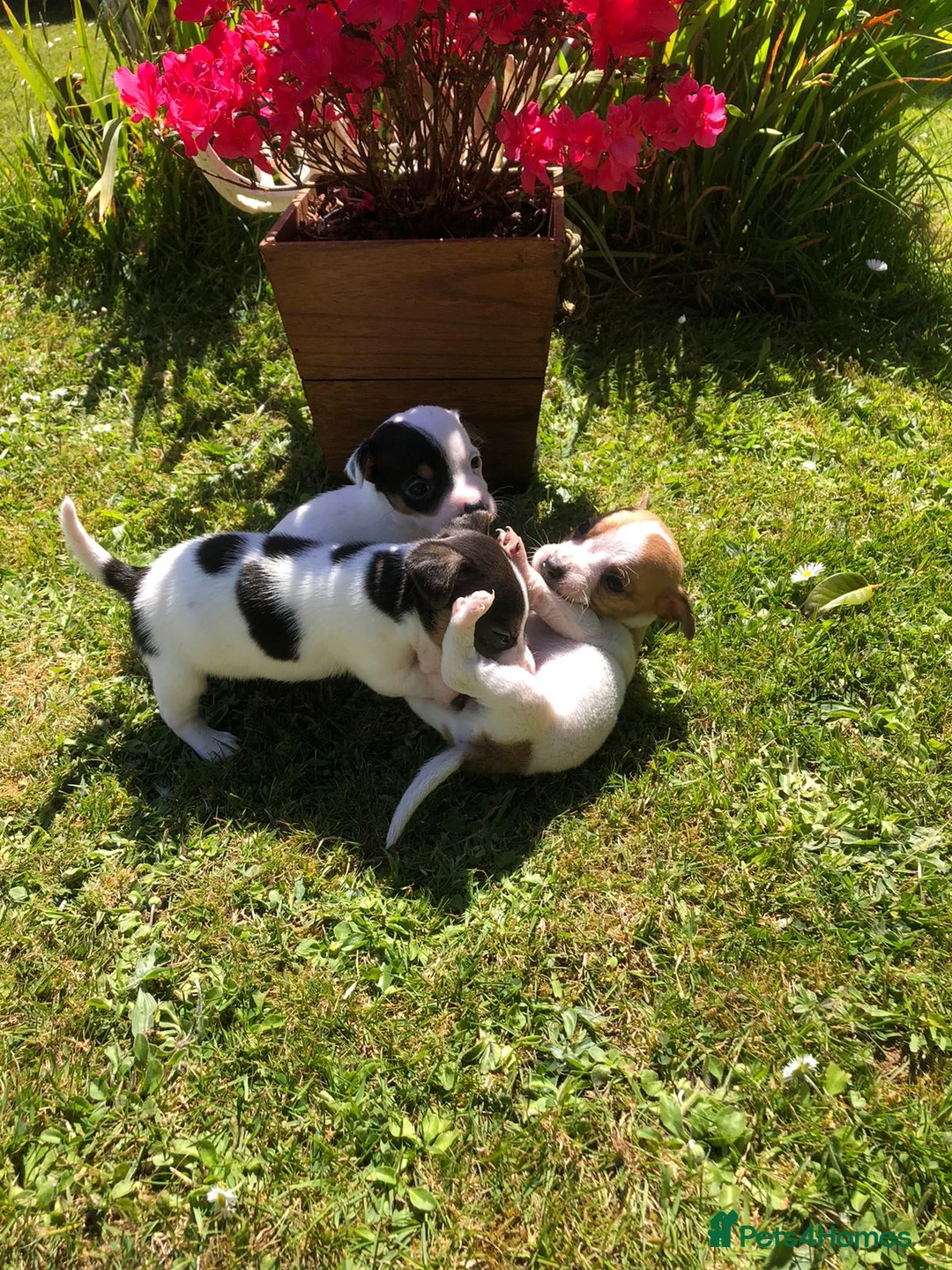 Jack Russell dogs for sale: Jack Russell Puppies For Sale - Advert 1