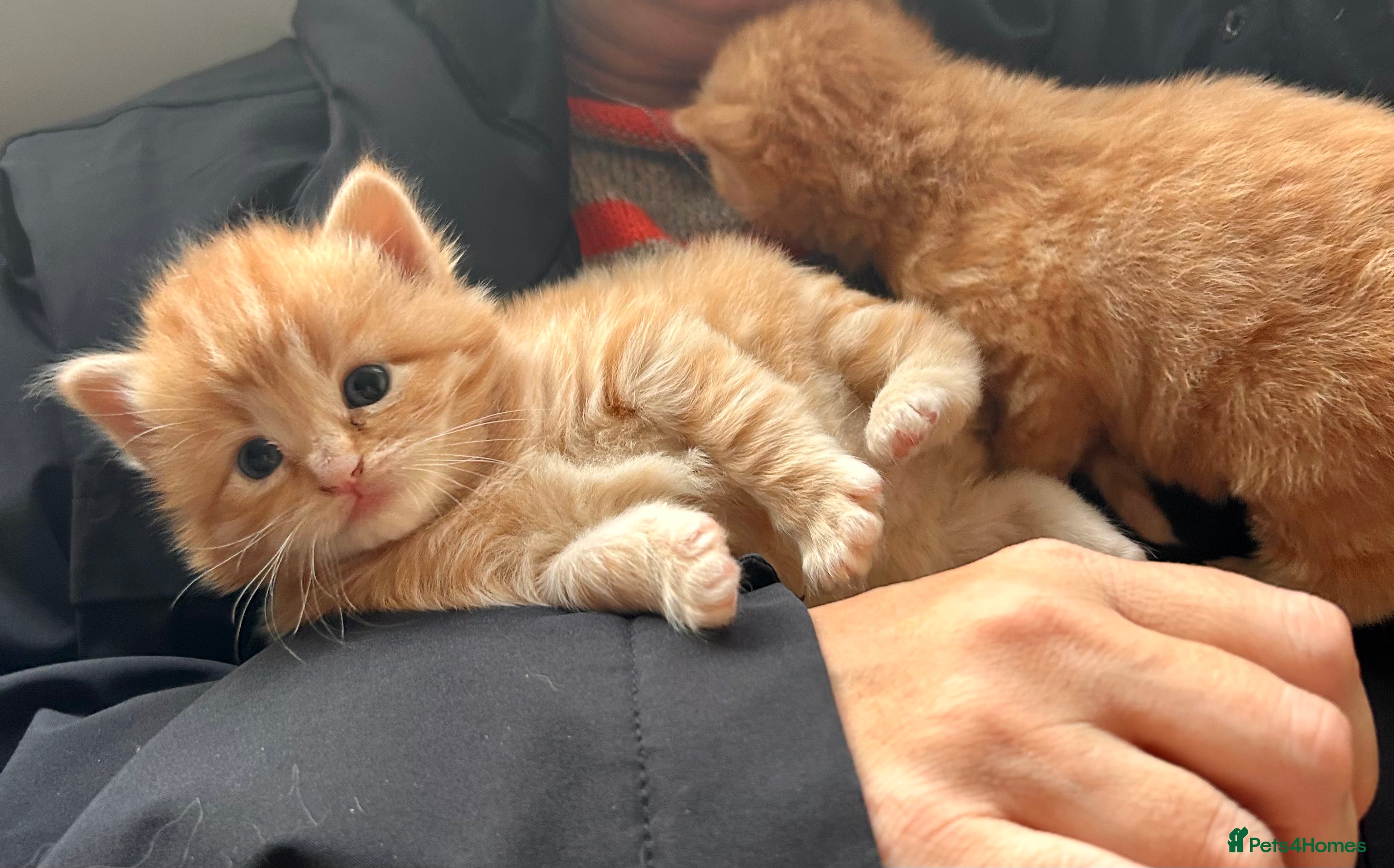 Ragdoll cats GONE 🏡Tabby Ragdoll Kittens ❤️‍🔥 - Advert 11