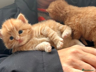 Ragdoll cats Tabby Ragdoll Kittens ❤️🔥 - Advert 2