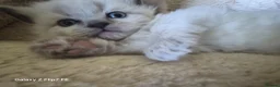 Ragdoll cats for sale: beautiful Ragdoll kittens – 2 boys and 1 girl. - Advert 15