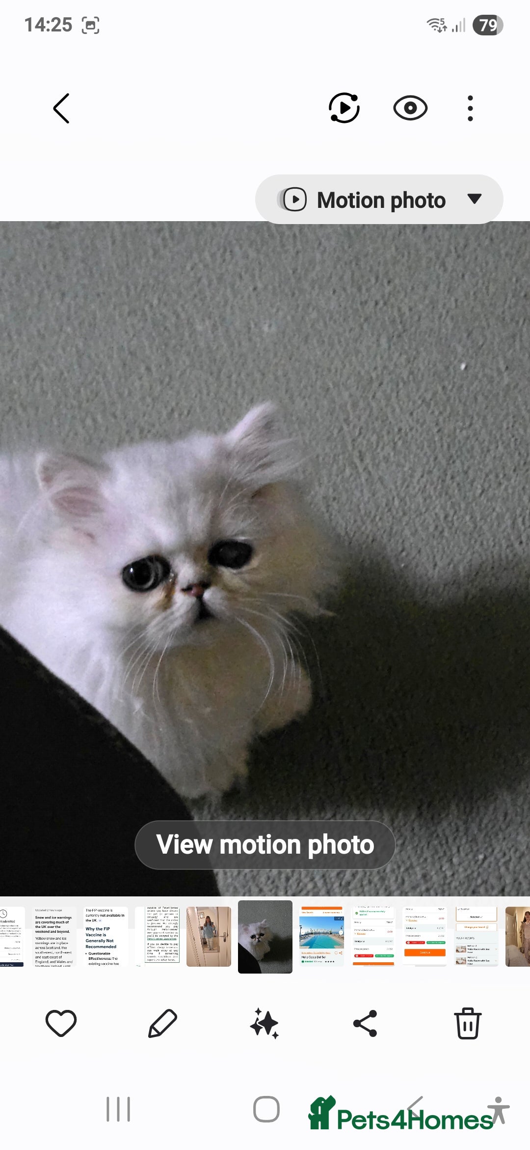 Persian cats for sale: Pedigree Chinchilla Persian kittens  - Advert 5