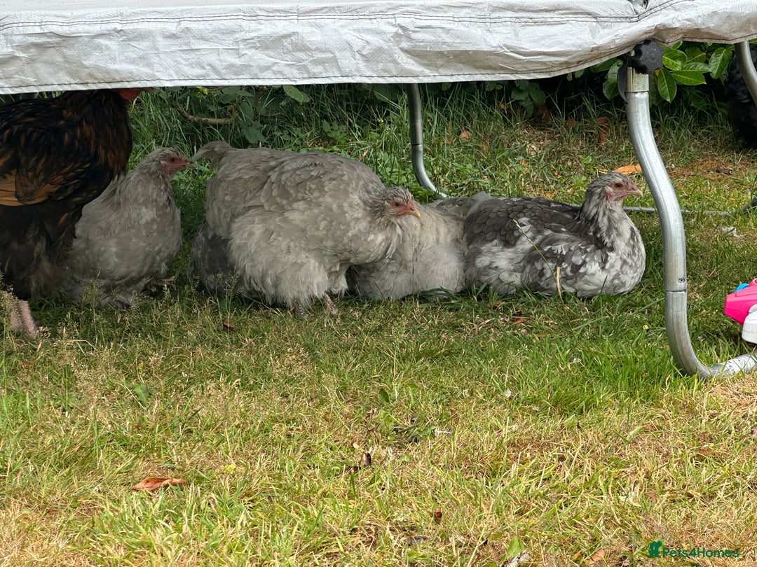 Chickens poultry for sale: Orpington’s chickens for sale  - Image 9