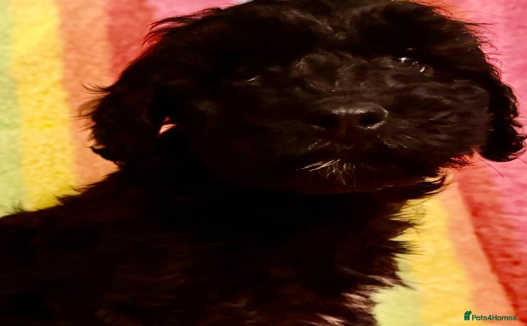 Cavapoo dogs Stunning Tiny Toy Cavapoos  - Advert 8