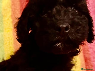 Cavapoo dogs Stunning Tiny Toy Cavapoos - Advert 8