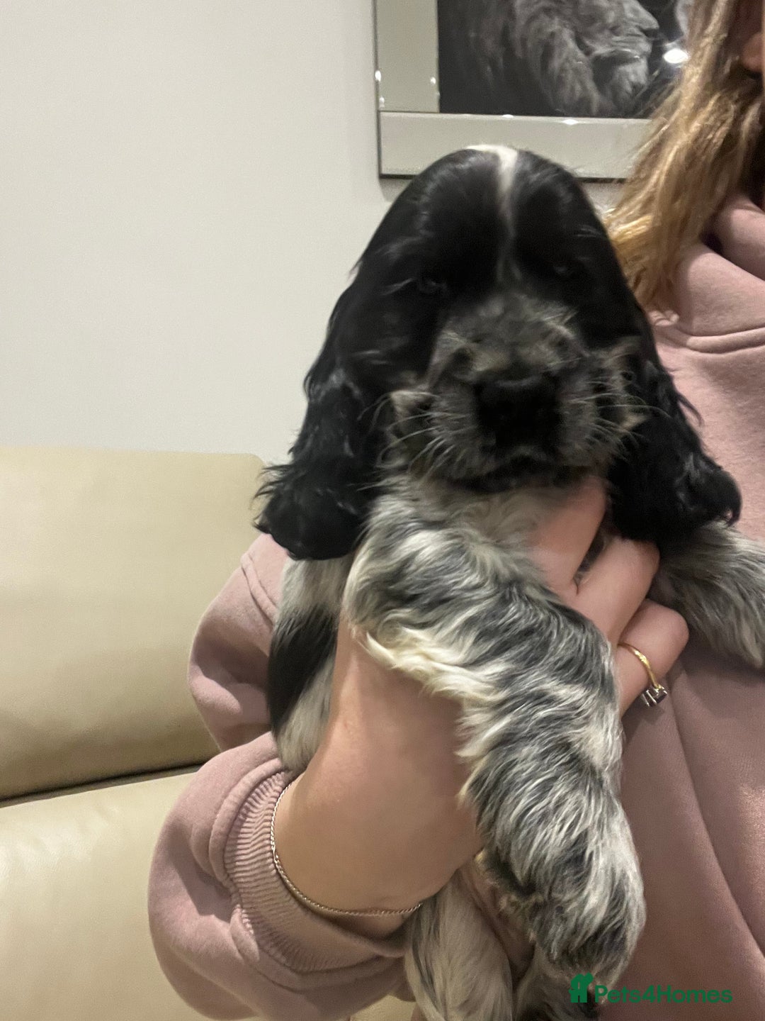 Cocker Spaniel dogs for sale: Show Cocker Spaniel Boys- Ready now - Advert 1