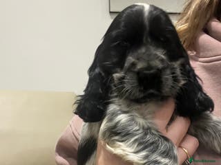 Cocker Spaniel dogs Show Cocker Spaniel Boys- Ready now - Advert 15