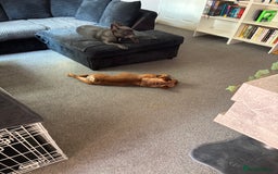 French Bulldog dogs for sale: lupo the french bulldog  - Advert 8