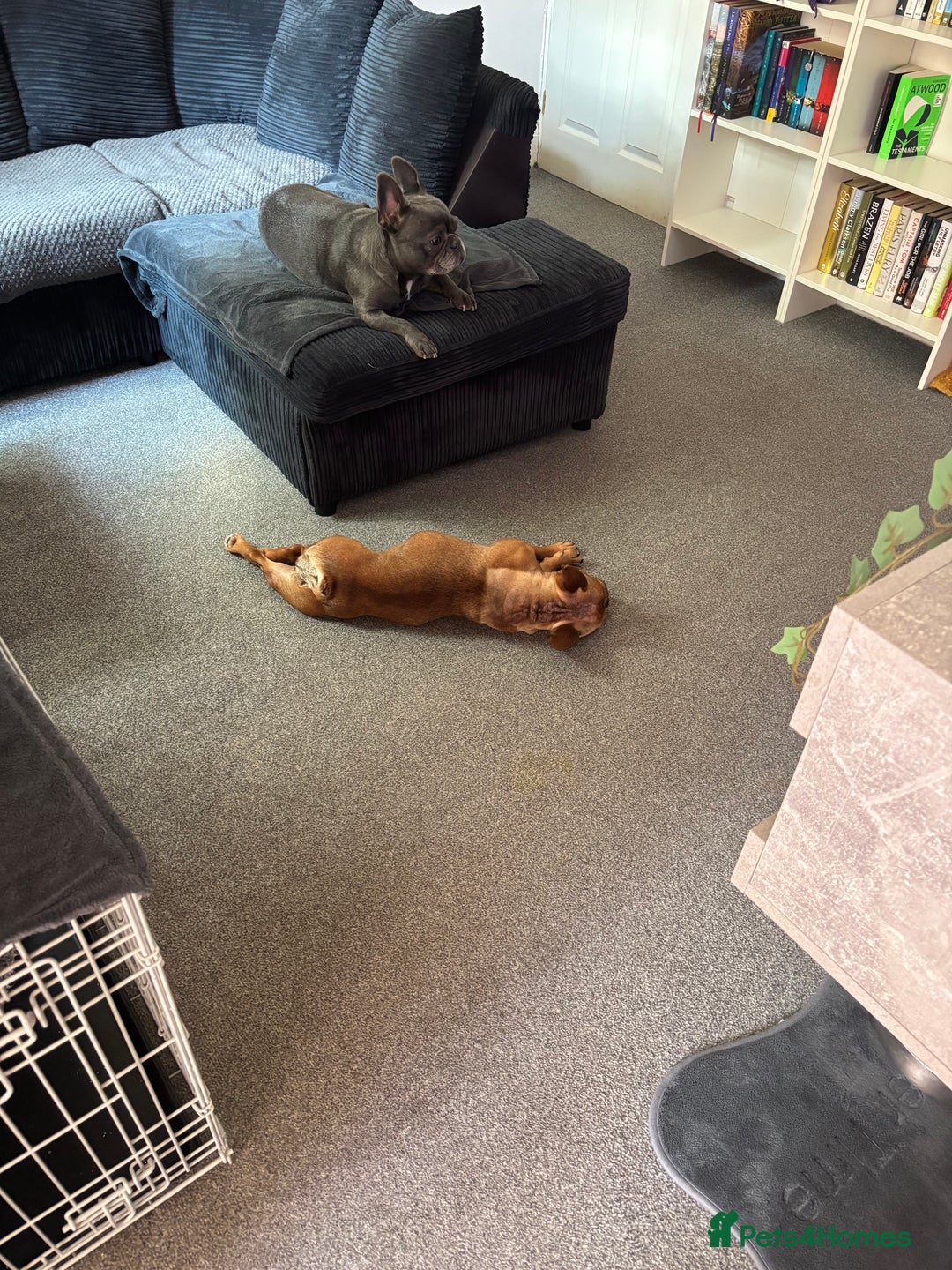 French Bulldog dogs for sale: lupo the french bulldog  - Advert 8