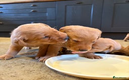 Labrador Retriever dogs for sale: Red Labrador Puppies - Stroud - Image 1