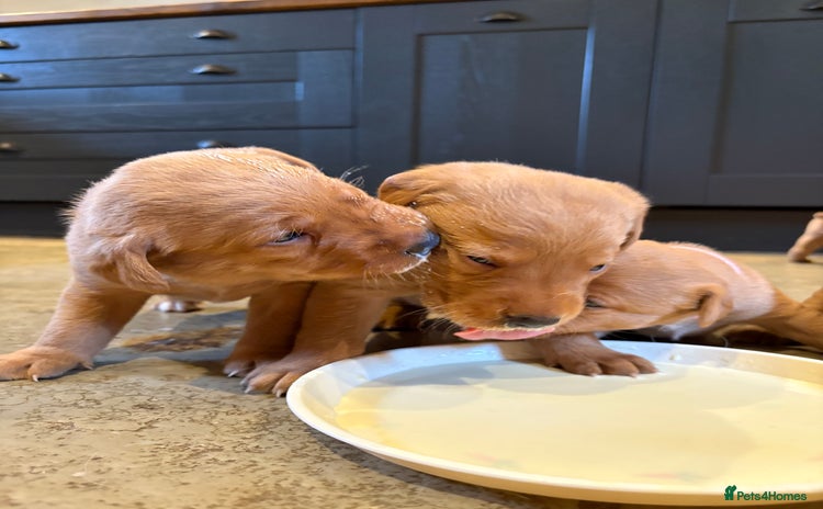 Labrador Retriever dogs - Advert 13