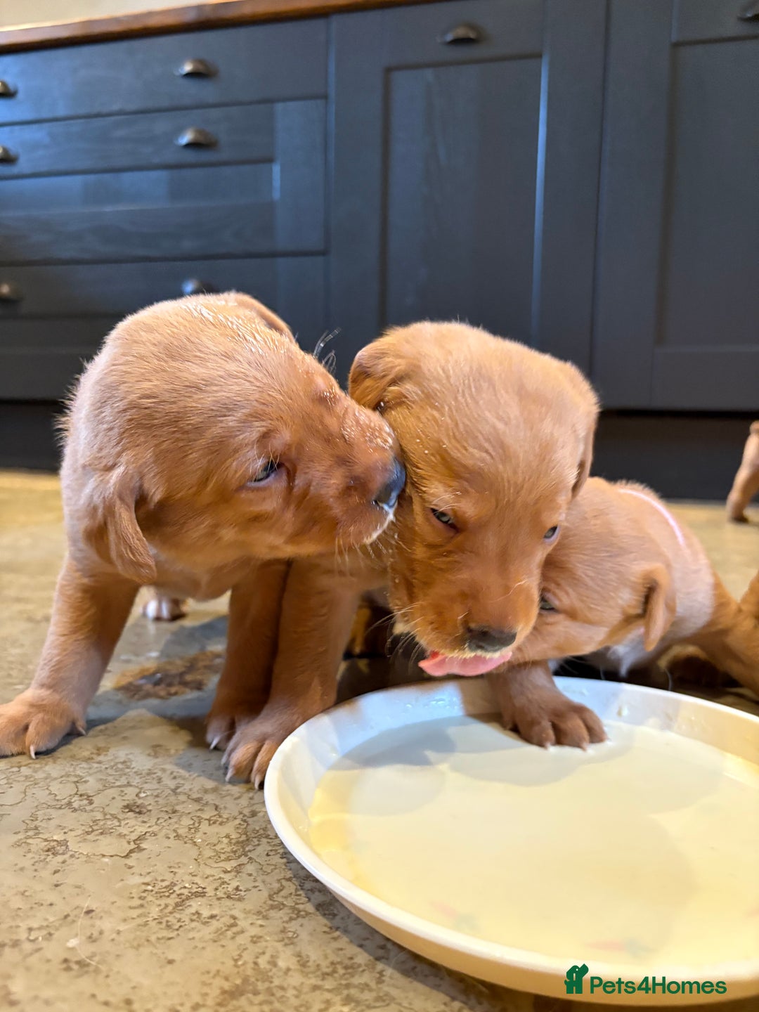 Labrador Retriever dogs for sale: Red Labrador Puppies - Stroud - Image 1