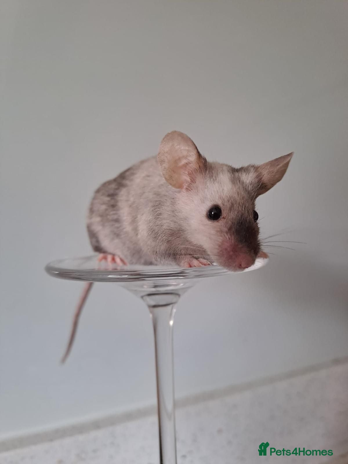 Mouse rodents Bonded female fancy mice, free to a good home  - Advert 1