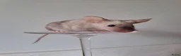 Mouse rodents for sale: Bonded female fancy mice, free to a good home  in Oxford - Advert 1